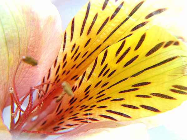ドライフラワー綺麗,花
